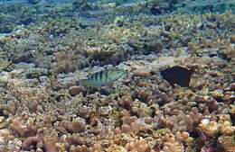 Image of Parrotfish