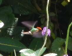 Image of Tufted Coquette