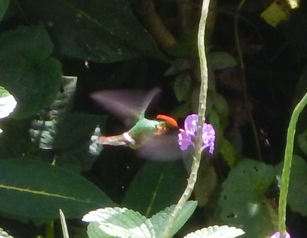 Lophornis ornatus (Boddaert 1783) resmi