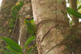 Image of Red-throated Barbet