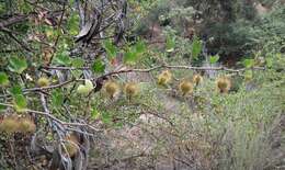 Image of hillside gooseberry