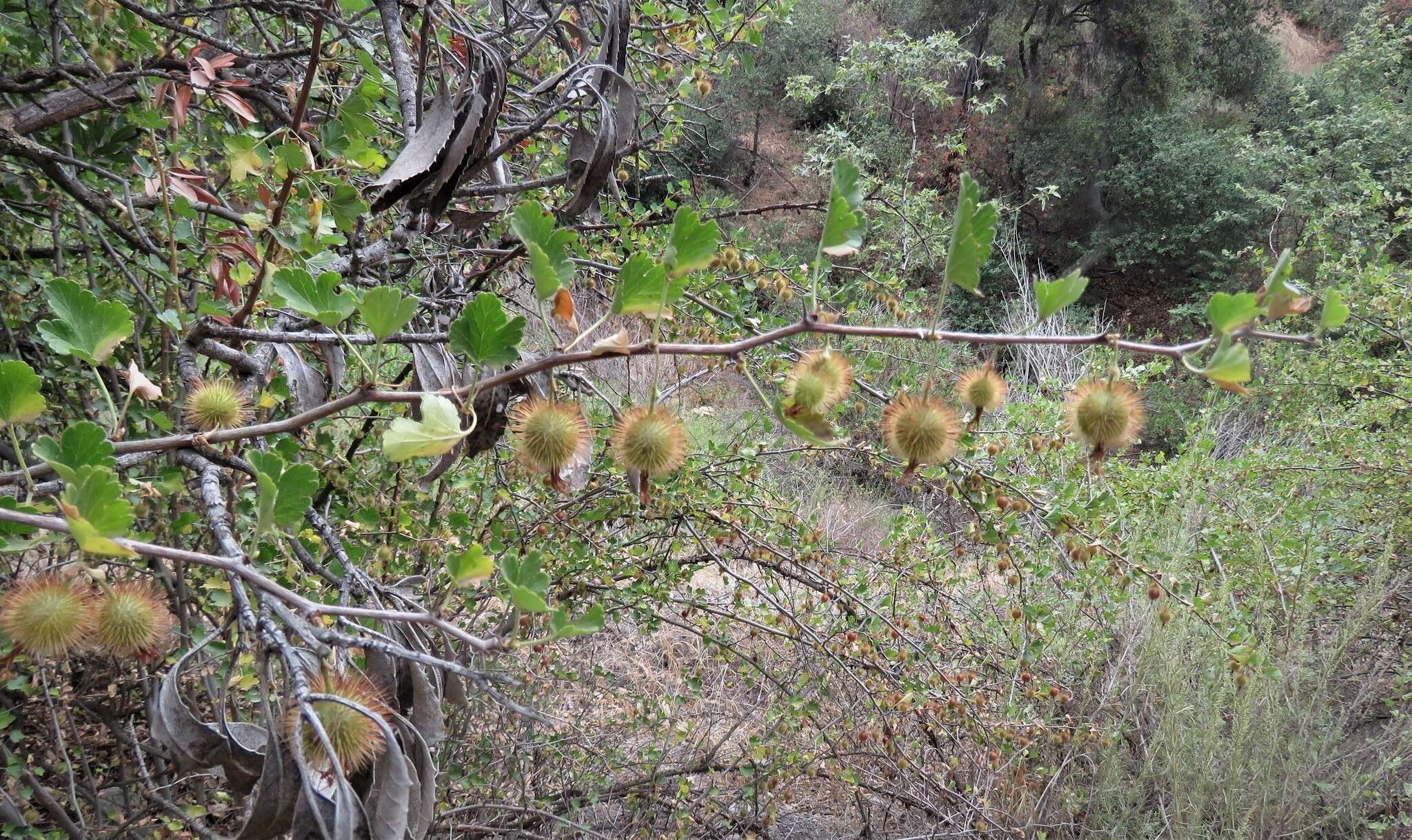 Image of hillside gooseberry