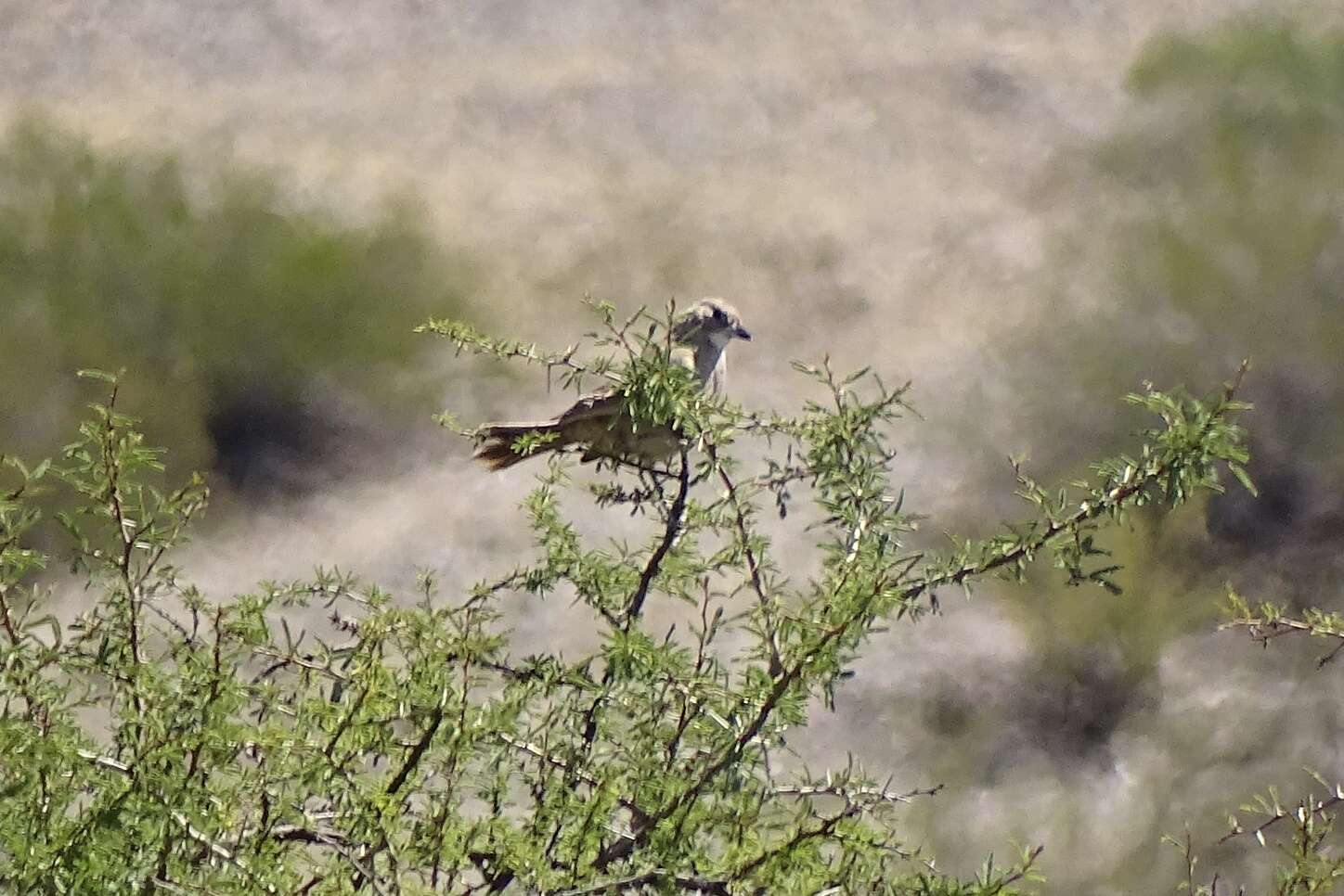 Image of White-throated Cacholote