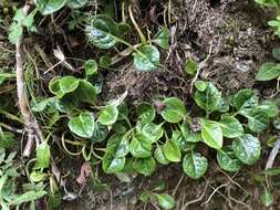 Image of Pyrola morrisonensis (Hayata) Hayata