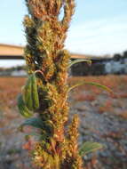 Image of redroot amaranth