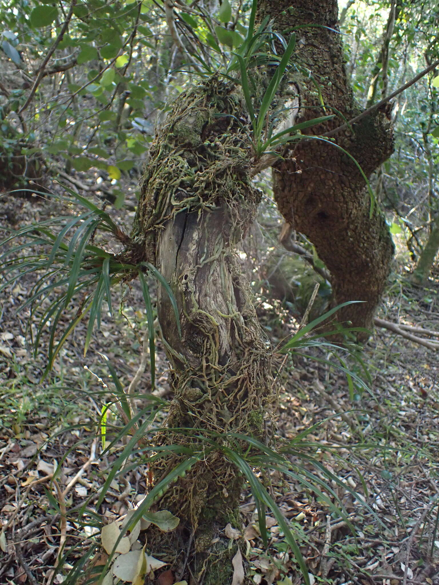 Image of Angraecum pusillum Lindl.
