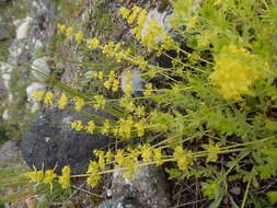 Image of Cruciata taurica subsp. taurica