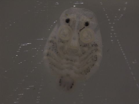 539.baczp c10 1442423994 jpg.580x360