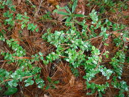 Image of Vaccinium confertum Kunth