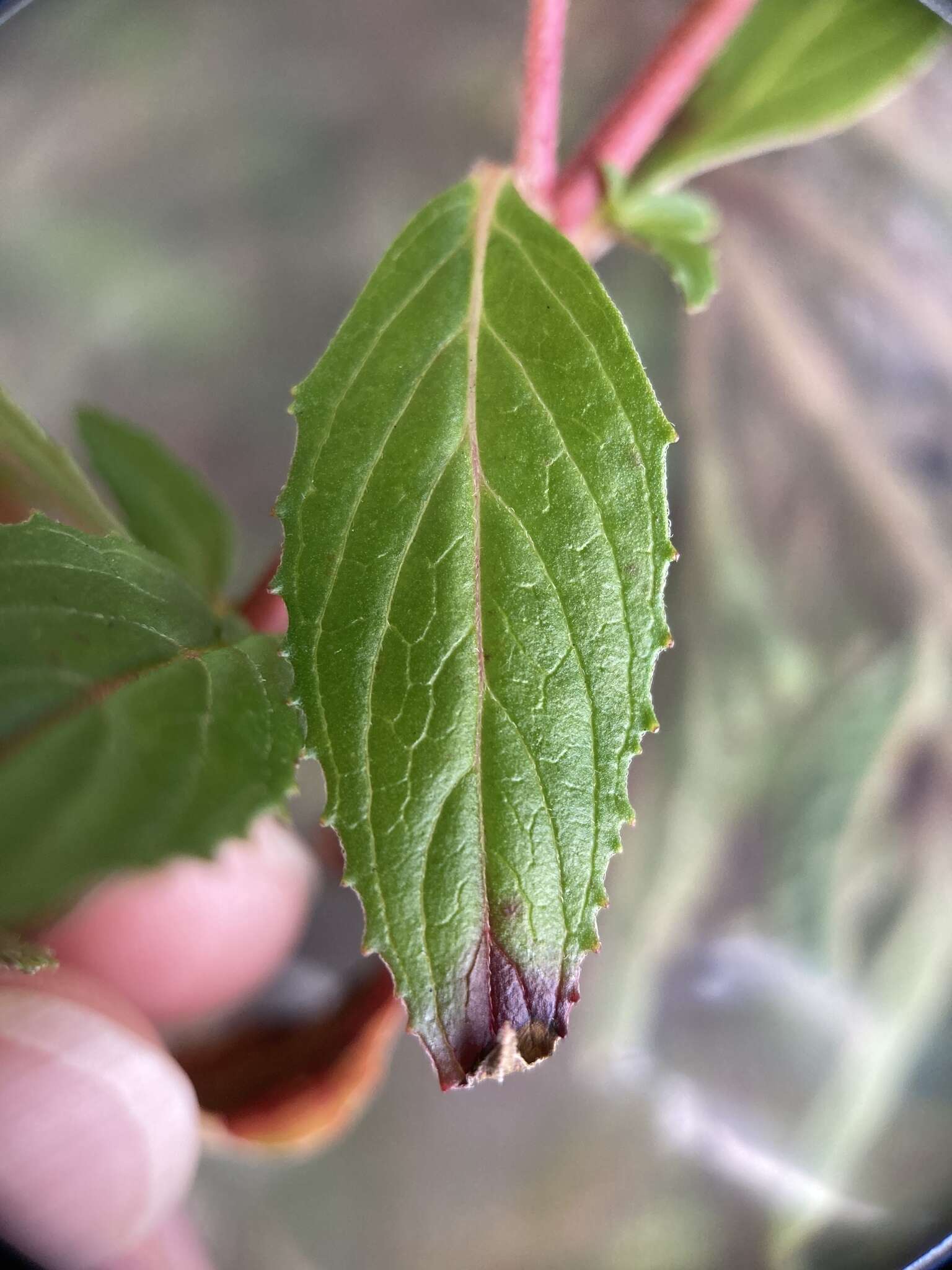 Imagem de Epilobium brevifolium subsp. trichoneurum (Hausskn.) Raven