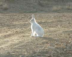 Image of Arctic Hare