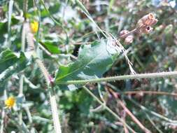 Picris hieracioides subsp. hieracioides resmi