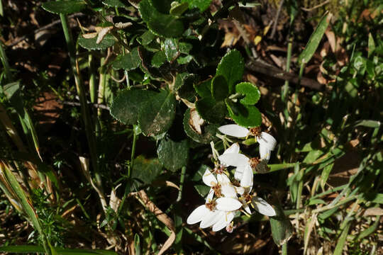 Image of Olearia myrsinoides (Labill.) F. Müll.