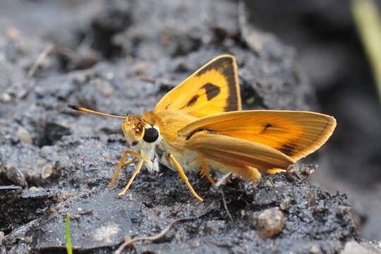 Teniorhinus ignita Mabille 1877 resmi