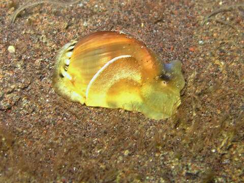 Image of white Pacific glassy-bubble