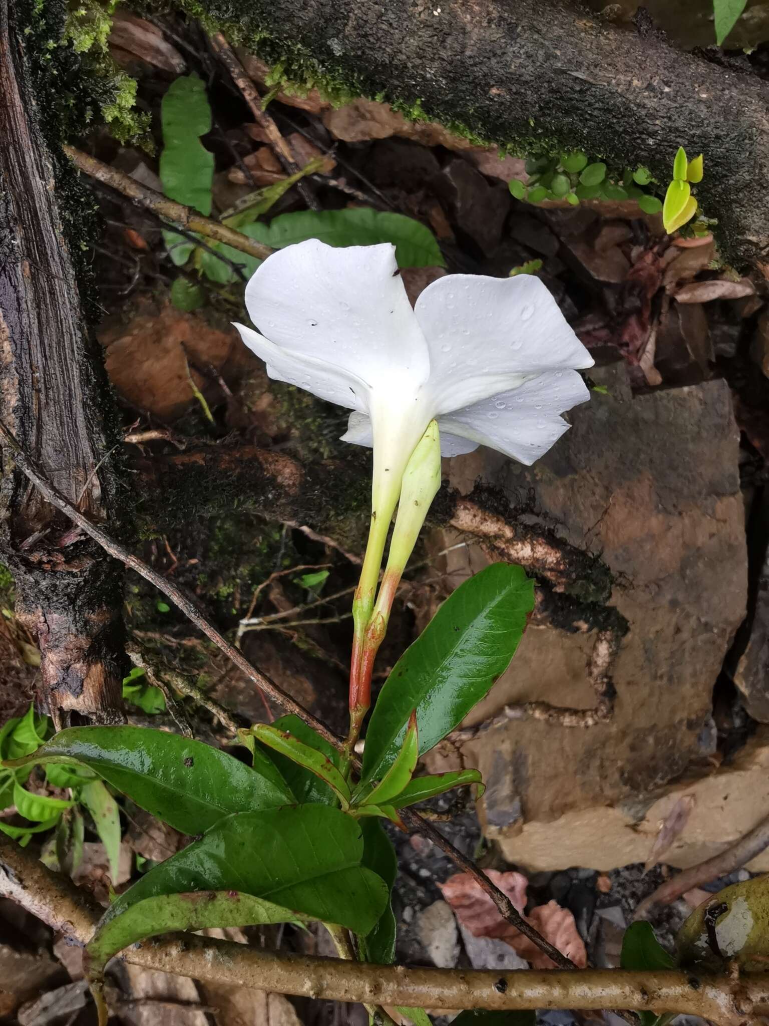 Image de Mandevilla boliviensis (Hook. fil.) R. E. Woodson