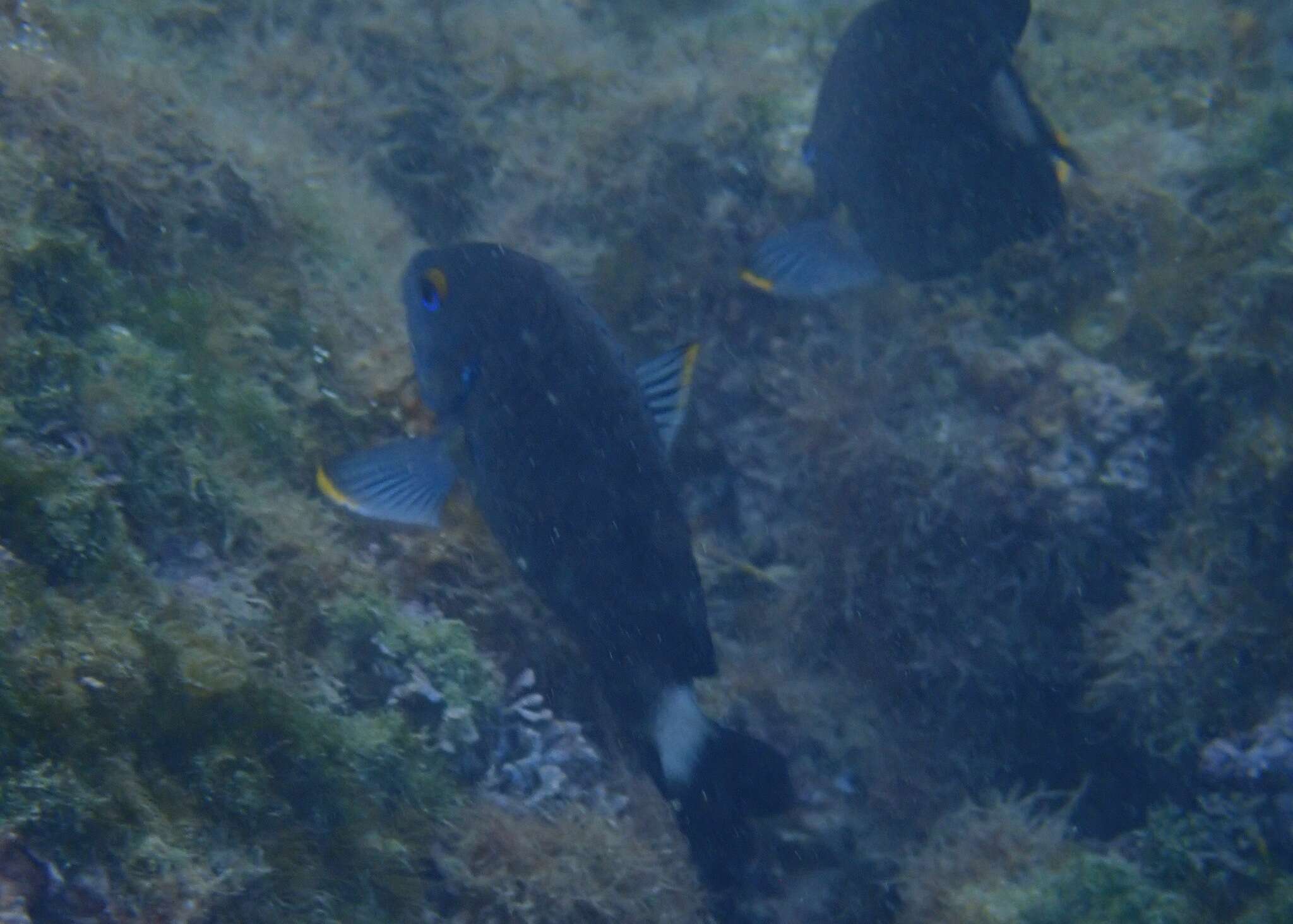 Image of Galapagos ringtail damselfish