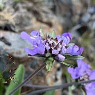 Image de Scabiosa lacerifolia Hayata