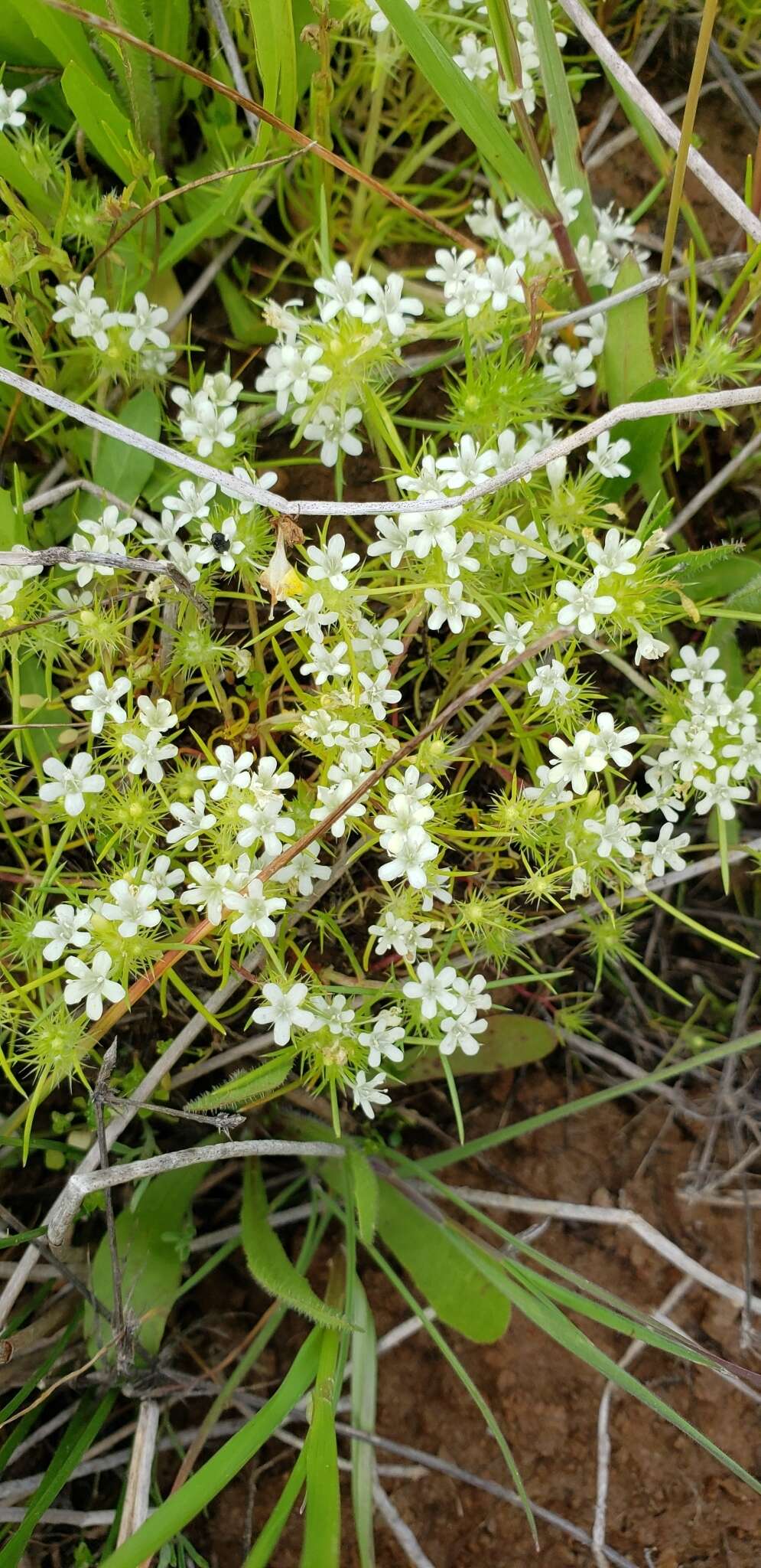 Image of whitehead navarretia