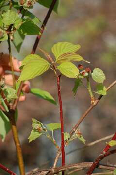 Image of redosier dogwood