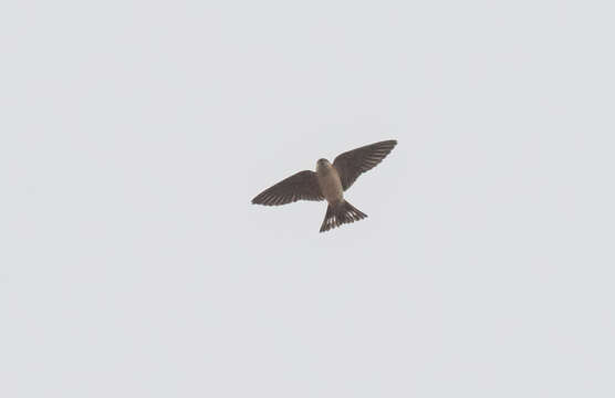 Image of Preuss's Cliff Swallow