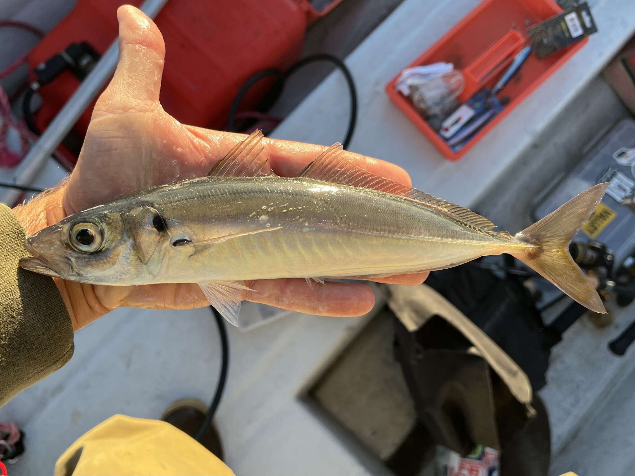 Image of Jack Mackerel