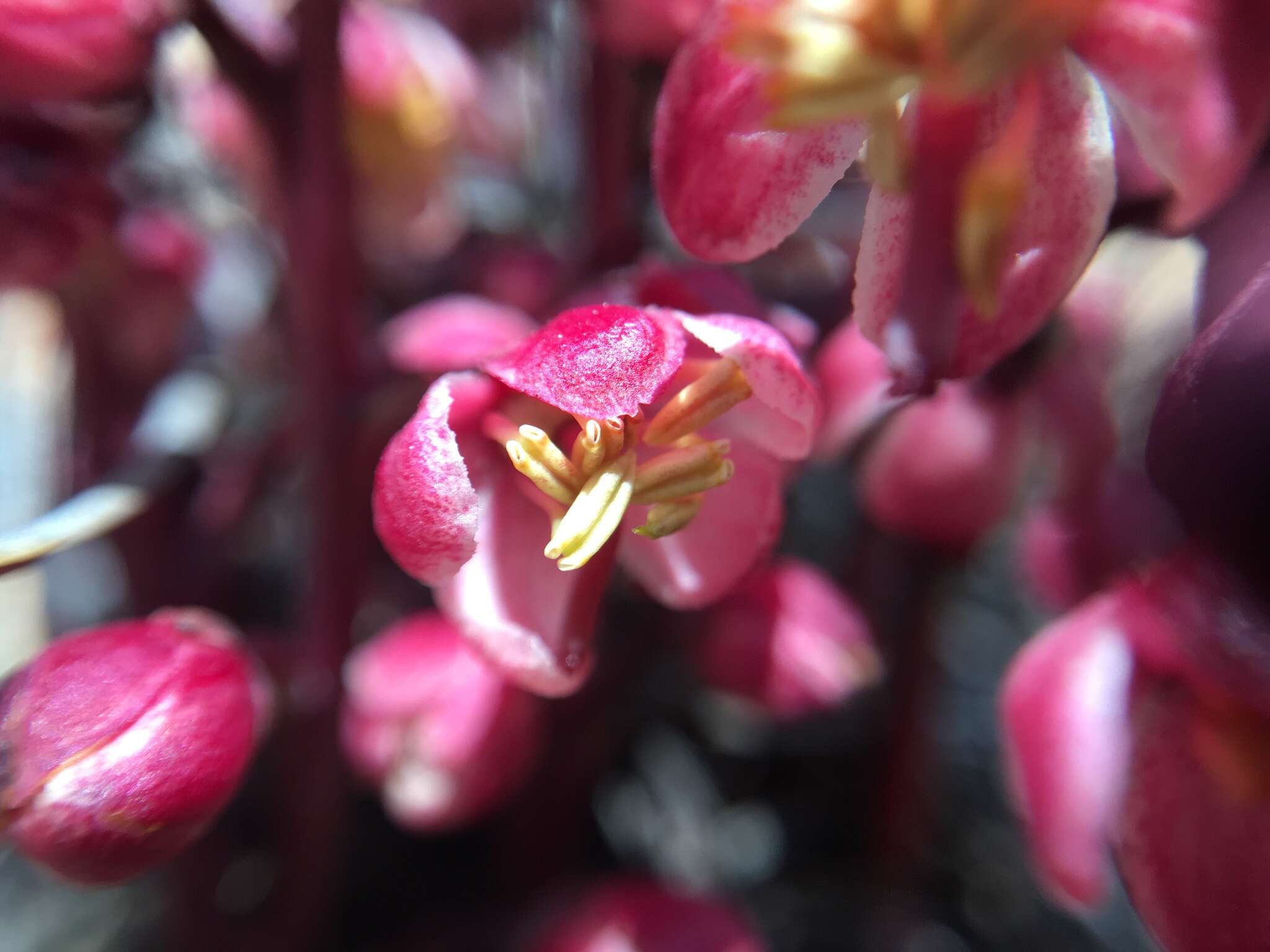 Image of whiteveined wintergreen