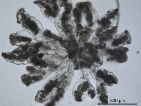 Image of Flosculariidae