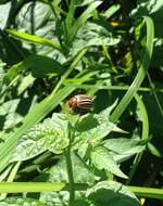 Image of Colorado potato beetle