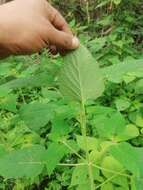 Image of Salvia herbacea Benth.