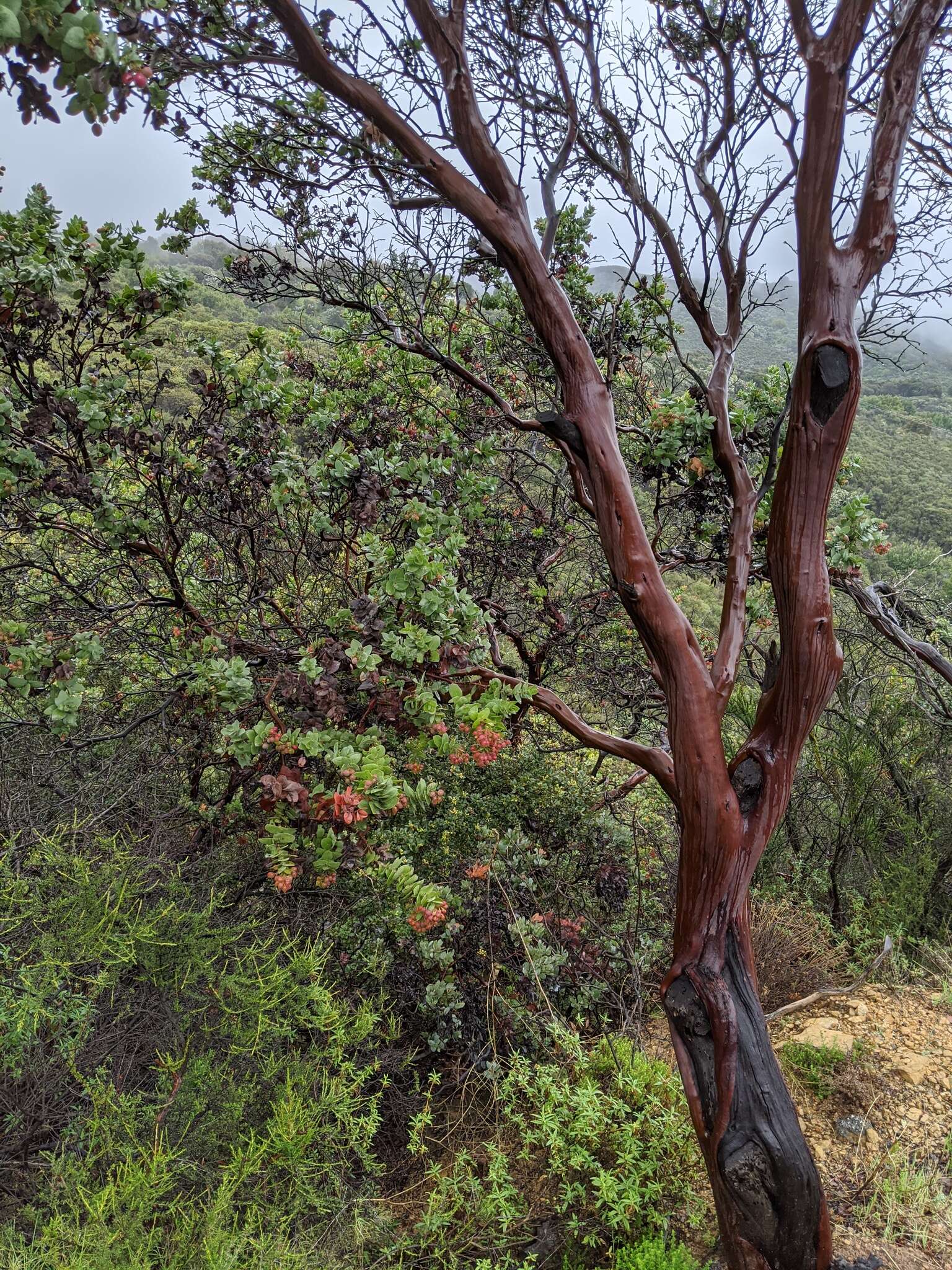 Image de Arctostaphylos refugioensis Gankin