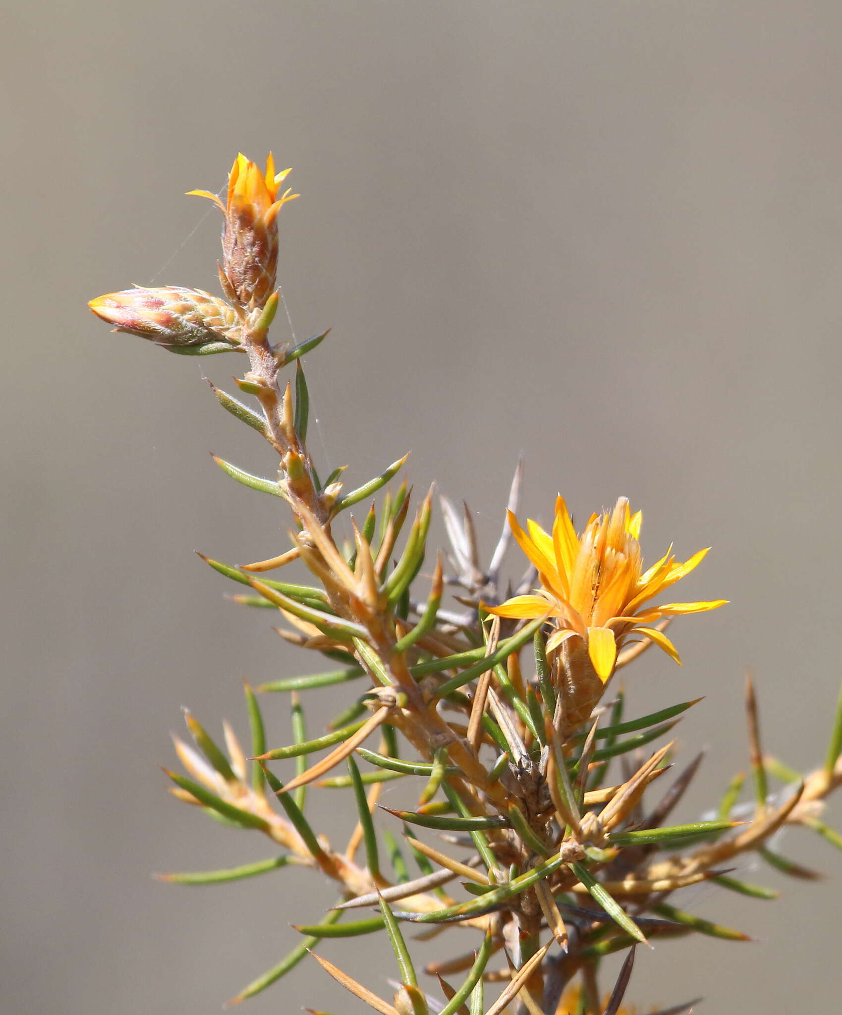 Image of Chuquiraga erinacea D. Don