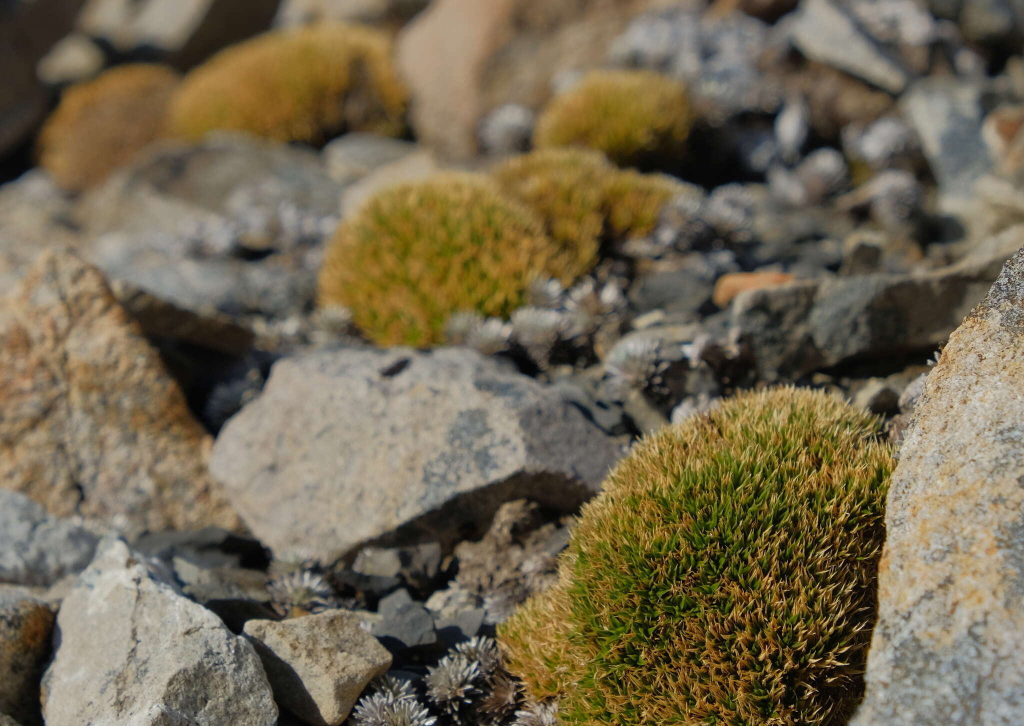 Image of Colobanthus buchananii T. Kirk