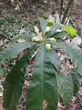 Image de Amphitecna apiculata A. H. Gentry