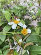 Image of Potter wasp