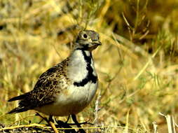 Image of Thinocorus Eschscholtz 1829