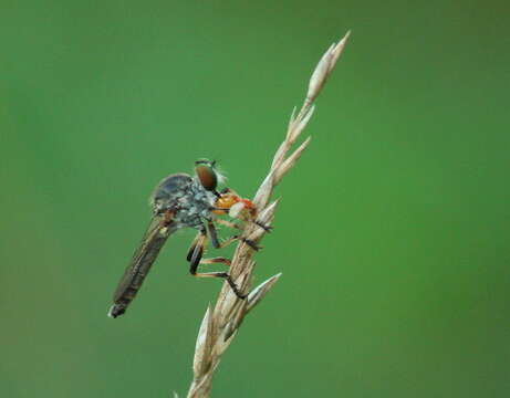 Image of Ommatius ouachitensis Bullington & Lavigne 1984