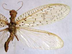 Image of Chloronia mirifica Navás 1925