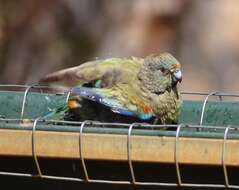 Image of Many-coloured Parakeet