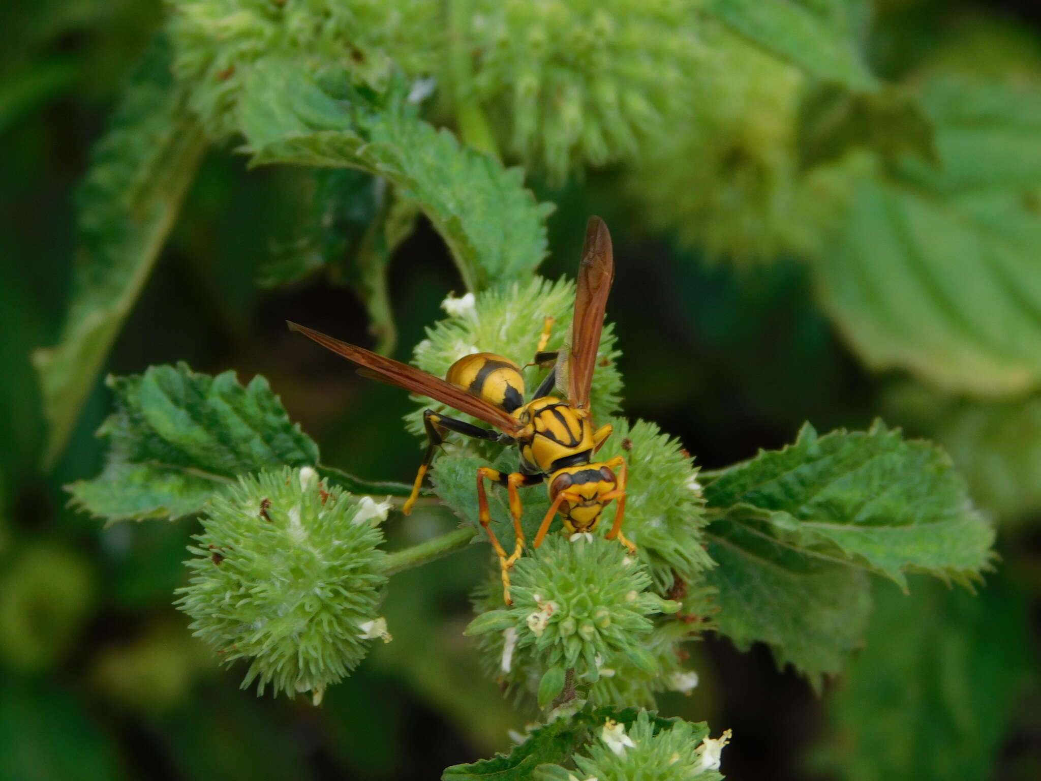 Image of Polistes diabolicus de Saussure 1853