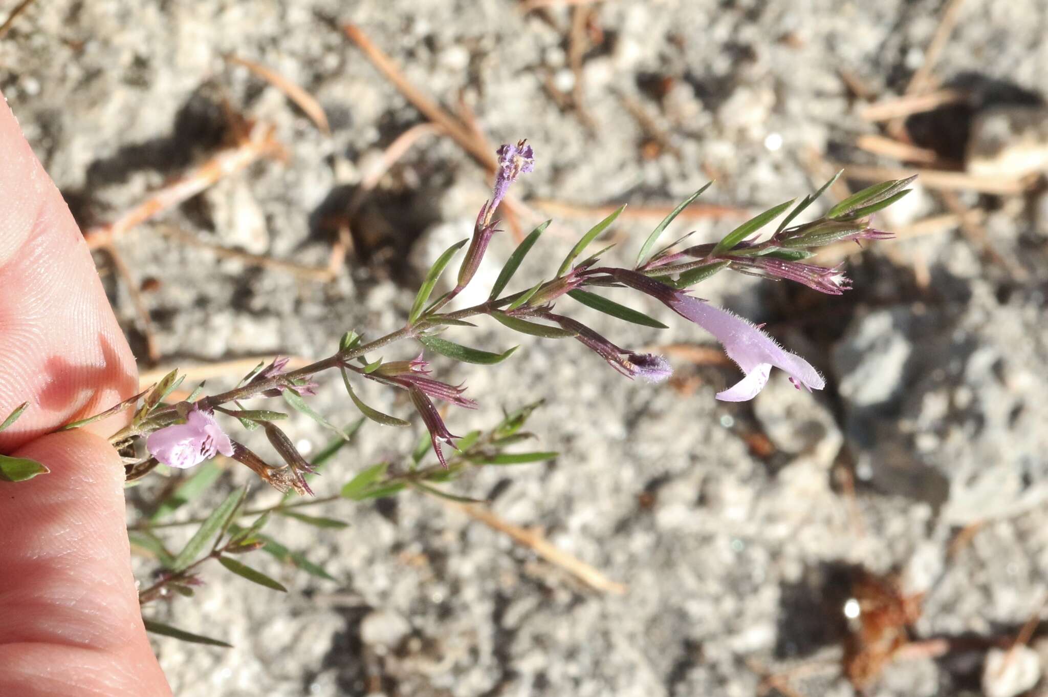 Hedeoma hyssopifolia A. Gray resmi