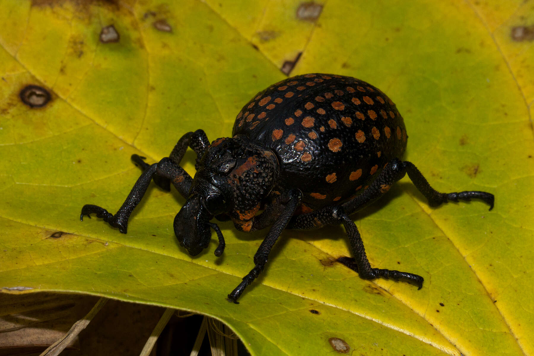 Plancia ëd Brachycerus ornatus Reiche 1857