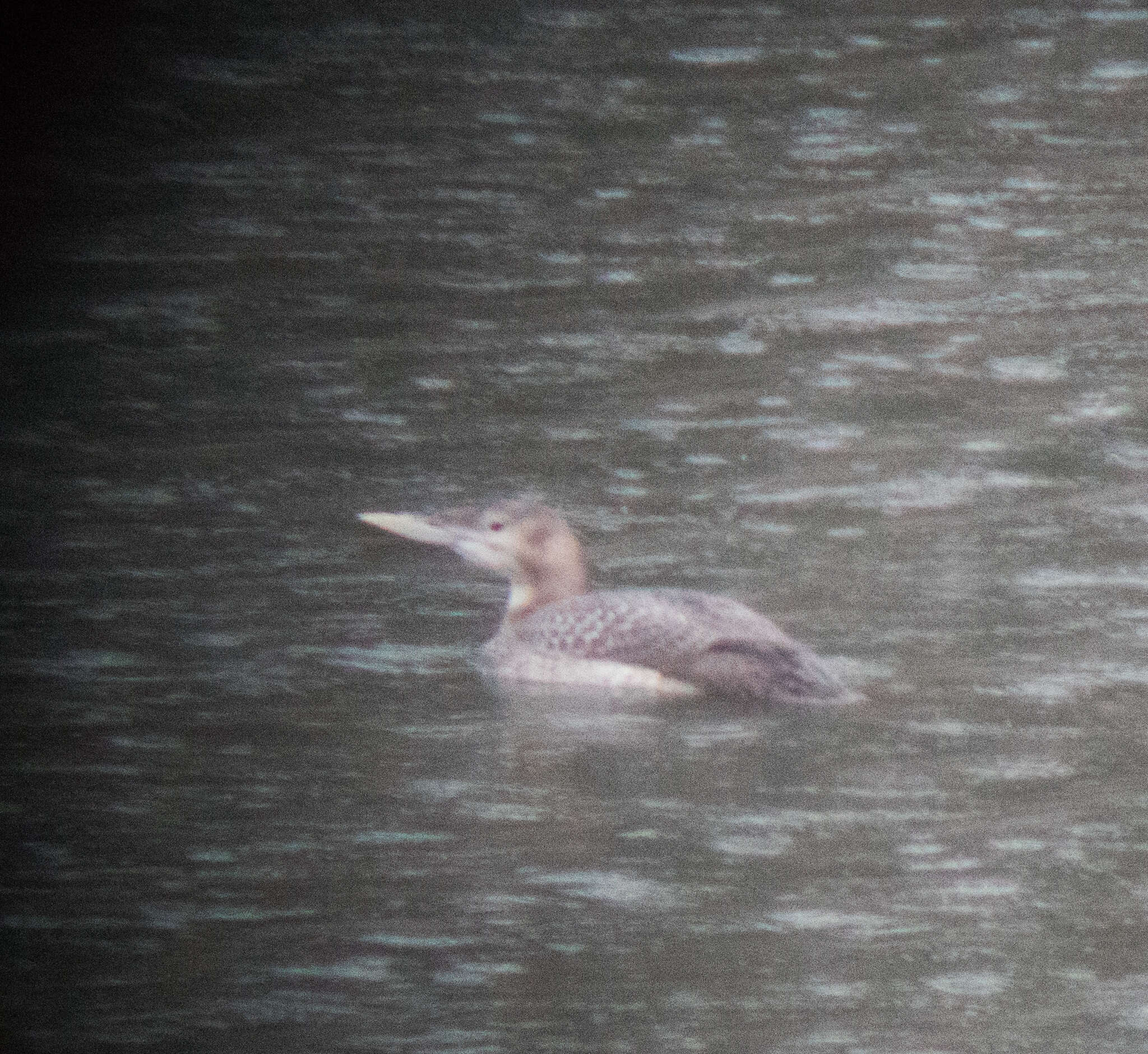 Image of White-billed Diver