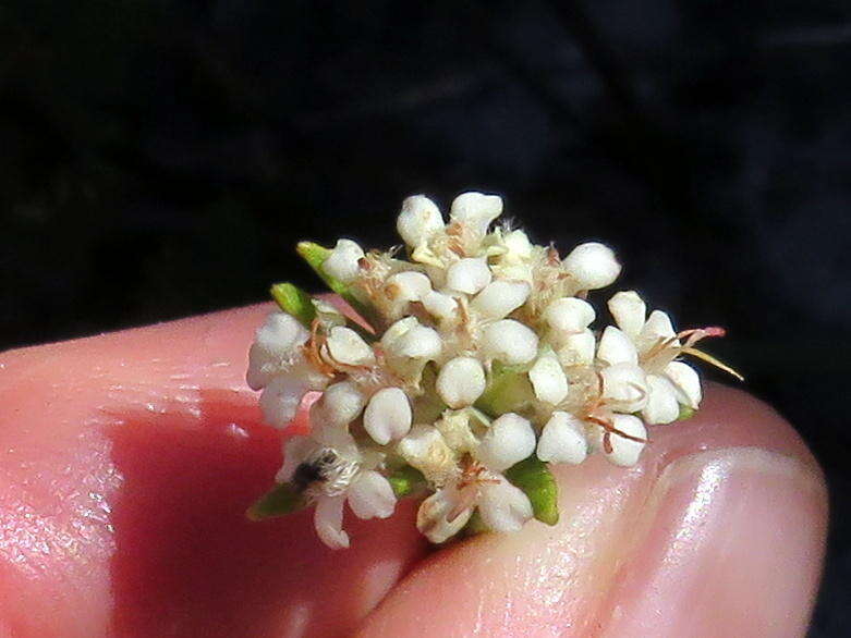 Image of Macrostylis villosa subsp. villosa