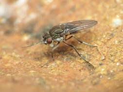 صورة Brachydeutera argentata (Walker 1853)