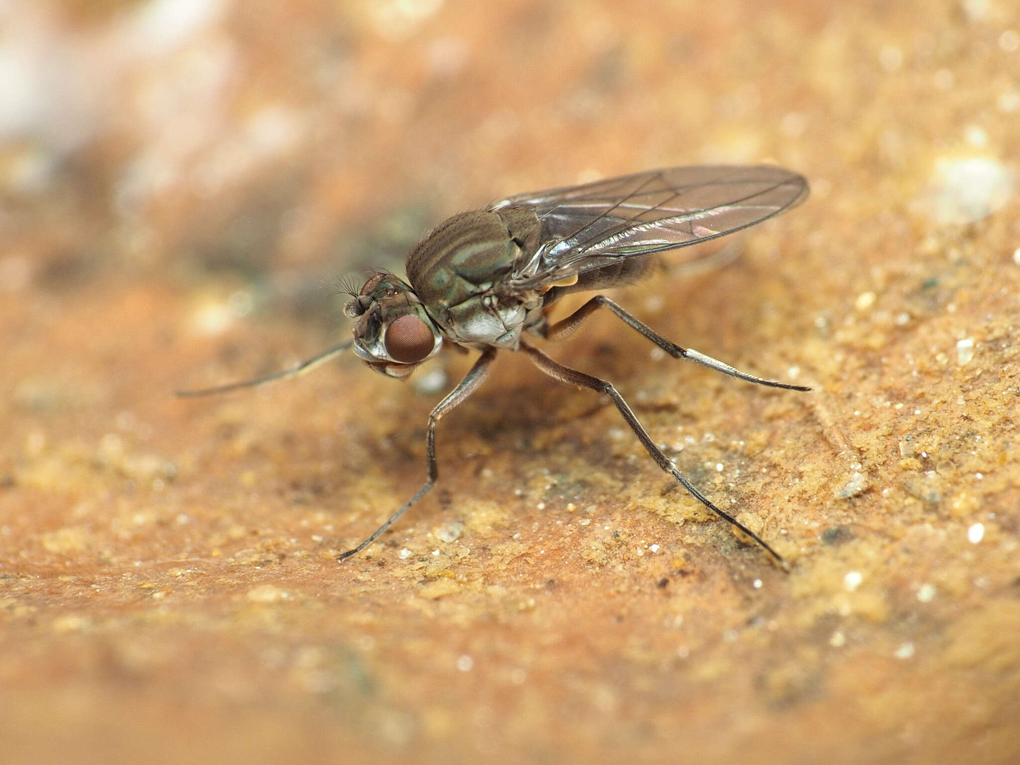 صورة Brachydeutera argentata (Walker 1853)