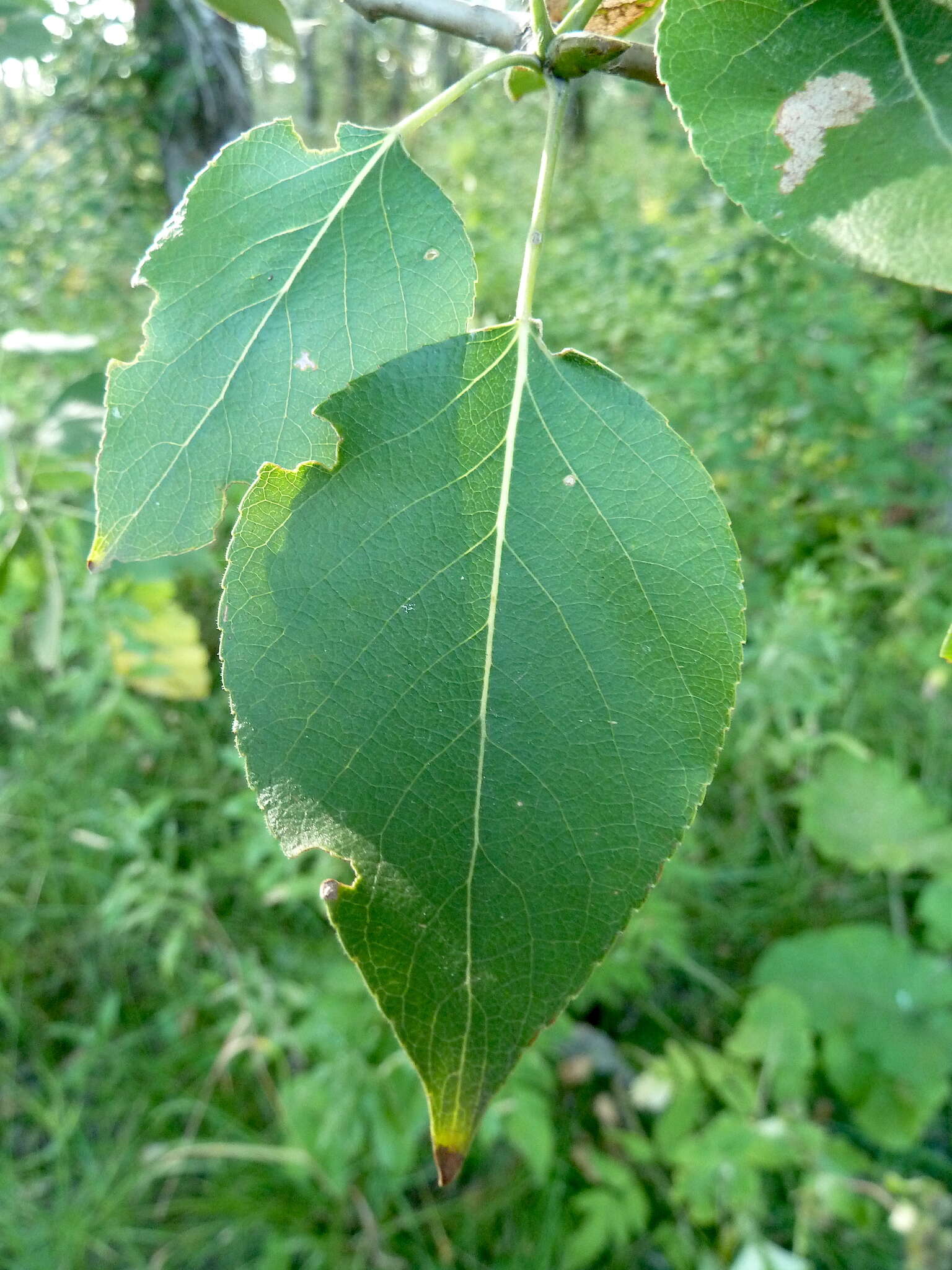 Image of Simon poplar