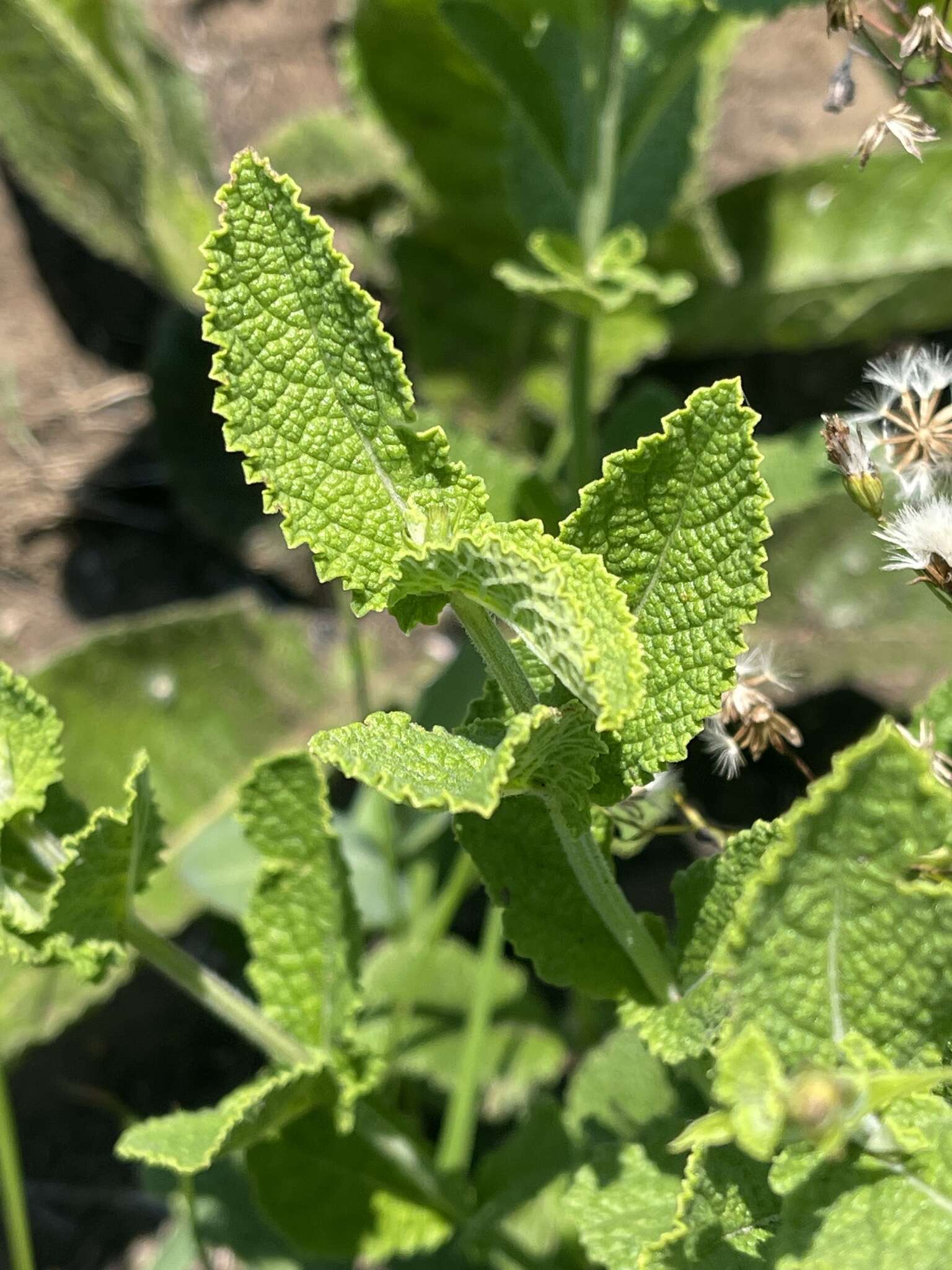 Imagem de Salvia repens var. repens