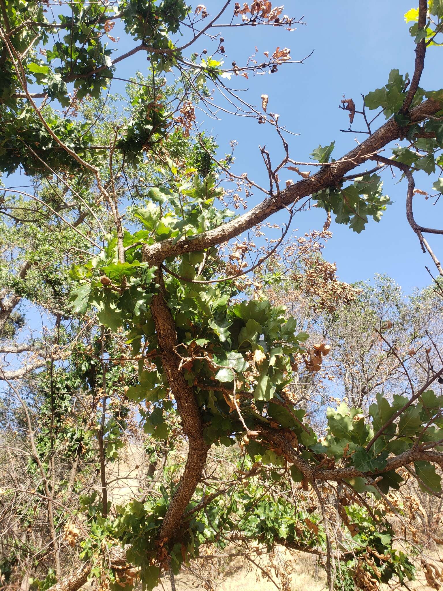 Imagem de Quercus jolonensis Sarg.