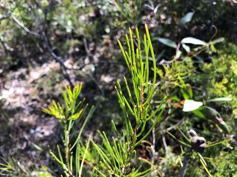 Image of Hakea actites W. R. Barker